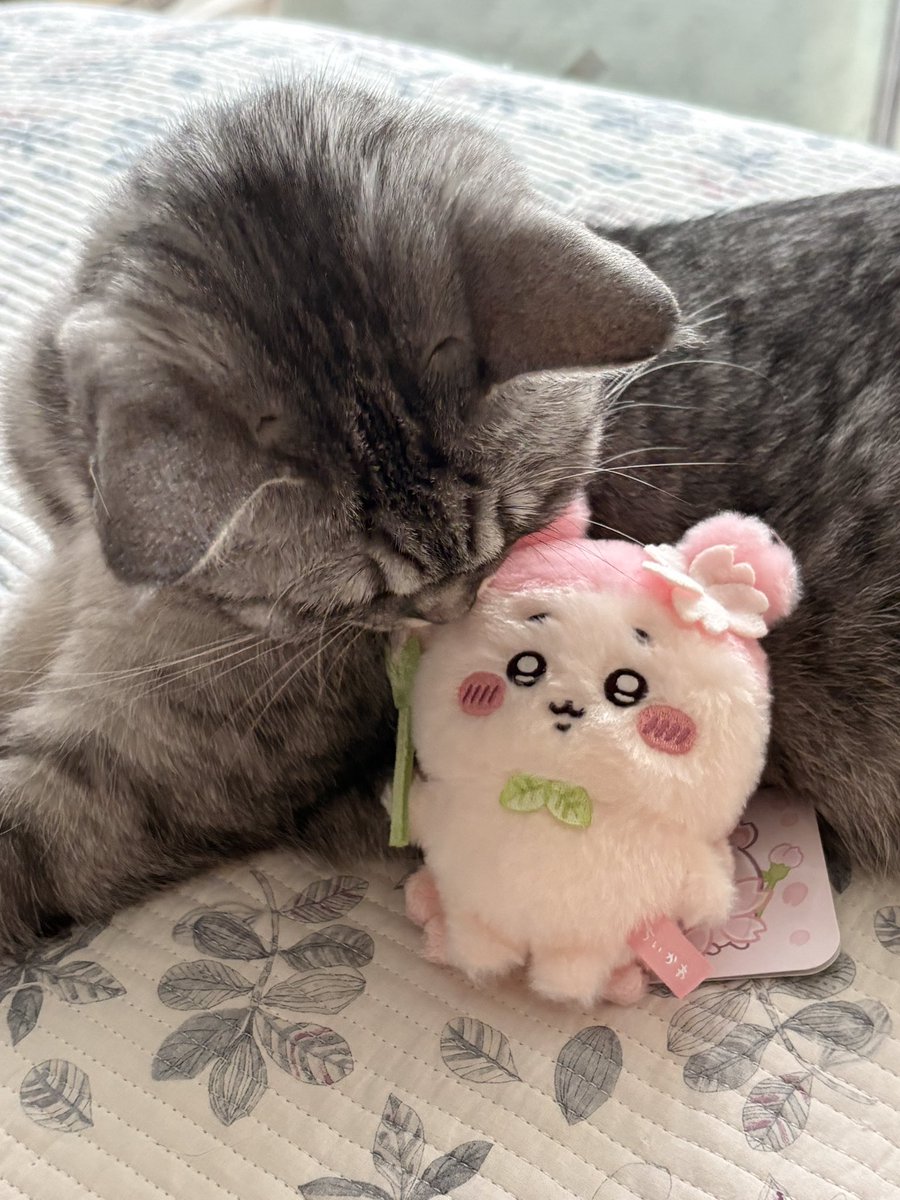 sindylogg's tweet photo. 내카니 토벌당하는중 안대 https://t.co/NuqcDQIdEq