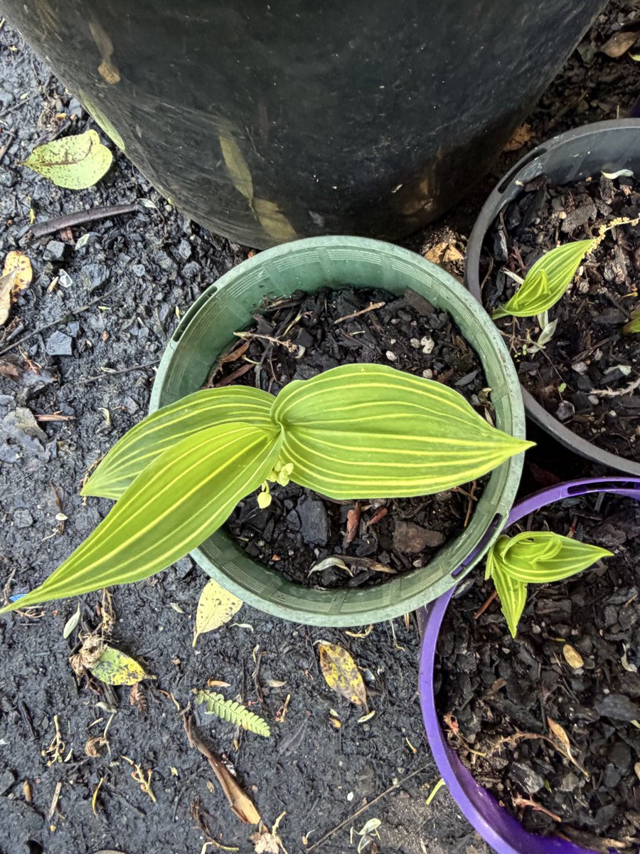 StephenGRyan's tweet photo. Variegated lily of the valley for the lovers of weird leaves! #asatours #abcradio #mtmacedon #dicksoniarareplants planttrust#thehorticulturalists


 https://t.co/8KlODdV08Q