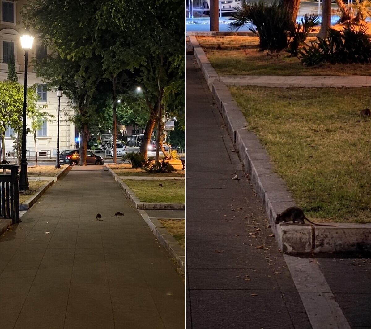 romatoday's tweet photo. Prati, piazza della Libertà è infestata dai topi. Il municipio I: "Da luglio già fatte due derattizzazioni" https://t.co/q56JvmnJ88 https://t.co/4PfCriwig9