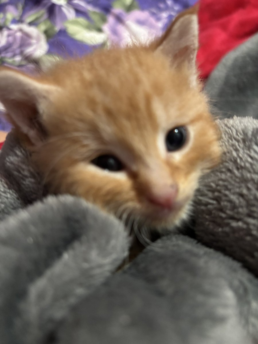 wispmeowie's tweet photo. little tung update!! a jolly little lad he is when feeding <33
#wisptung https://t.co/E72LRYj1O0