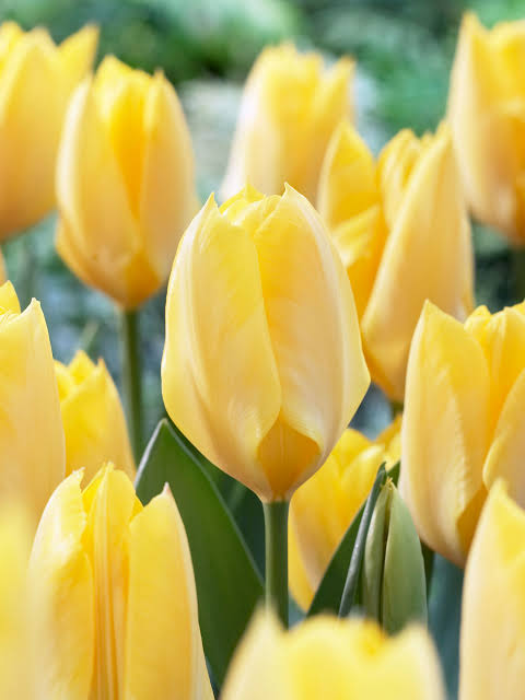 LicoFlo's tweet photo. Flowers symbolism thread (Not sure how accurate it is or if it is the correct flowers. Still trying to find name for the tiny white flowers)

Bouquet: Yellow tulip
happiness, friendship, joy, hope, there is sunshine in you smile. https://t.co/nwmz5Nc3OJ