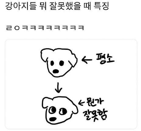 donismine's tweet photo. 엄마 몰래 방울토마토 훔쳐먹은 강아
토마토 어디갔냐니깐 이러고 쳐다 봄 https://t.co/i8rVO8IH56