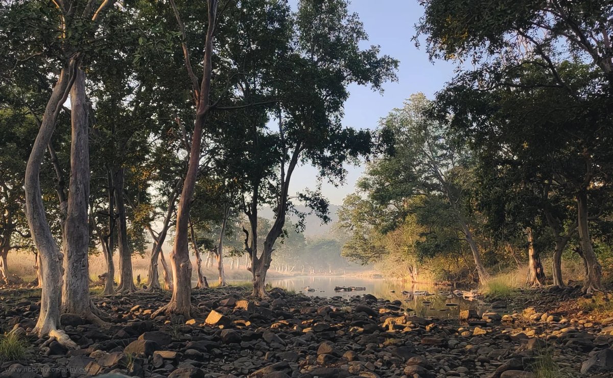 anderFu014053's tweet photo. Panna’s mysterious emeralds still feel like a fresh memory. A jungle so beautiful, so serene. https://t.co/UsFHy1VzXZ