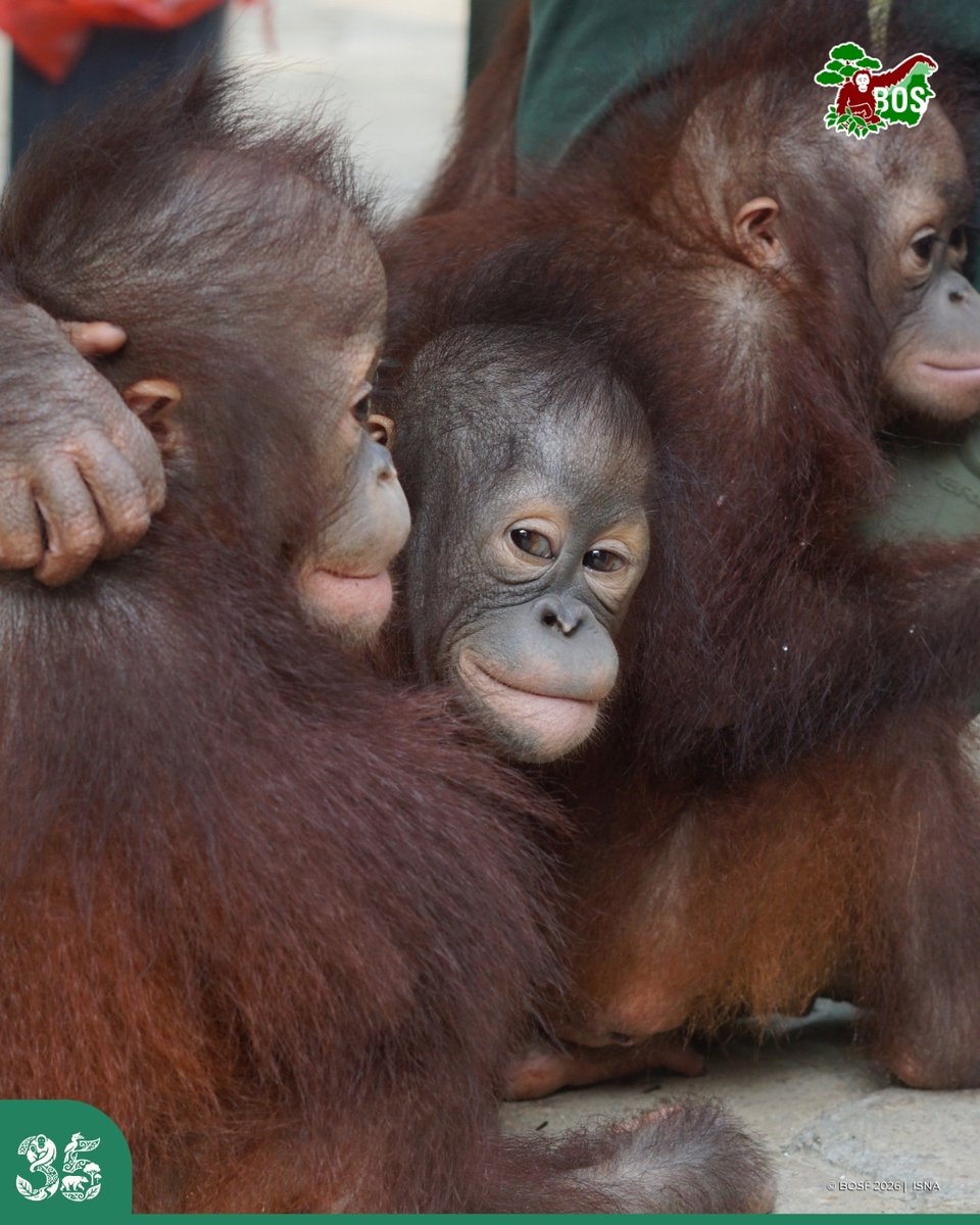 bornean_OU's tweet photo. #POTW 📸 Captured by Isna

Kayla, Esa, Indri, and many more familiar little faces from the Baby Nursery! Each with their own expressions, curiosity, and personality 🦧💚

#SaveOrangutans https://t.co/BdHAxOGK5q
