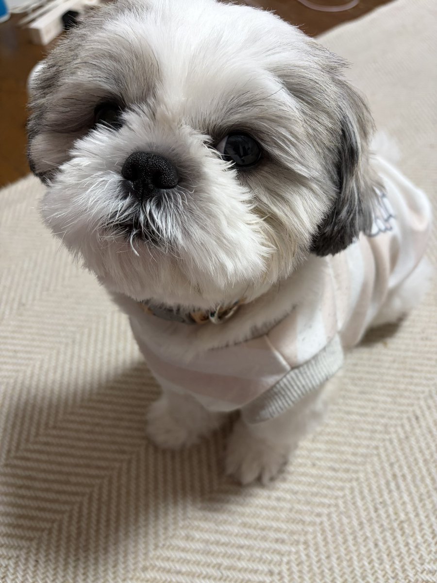 mochimochist's tweet photo. 寒くなってきたから服が着たい！
って吠えた僕🐶 https://t.co/SyytGzcEi0