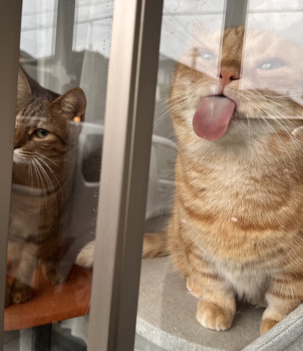pancakes1120's tweet photo. やっぱオレンジ色の猫ってバカなんじゃないか？ https://t.co/2goX16GaKF