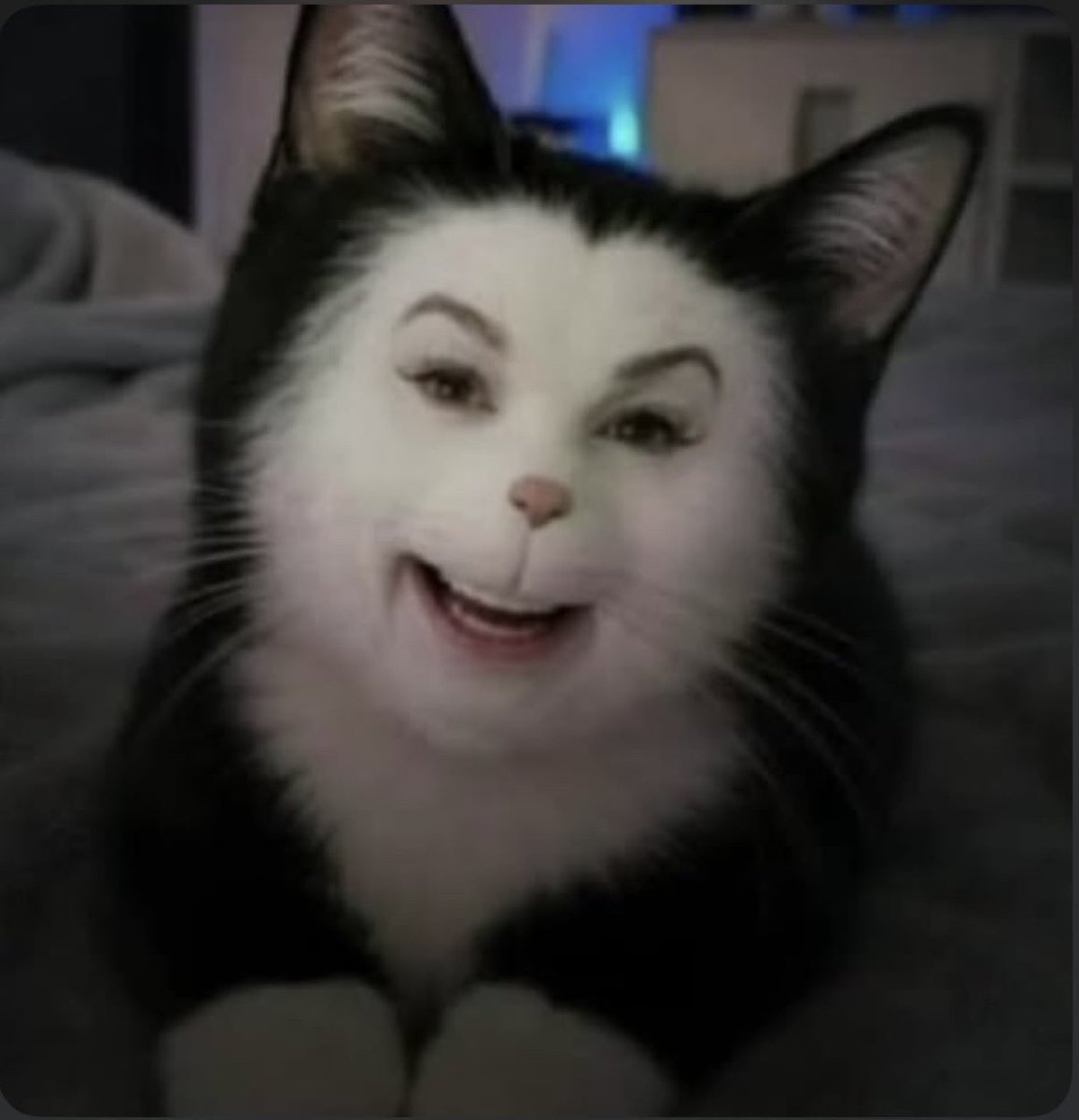 macar0nifiend's tweet photo. Guys look at my new cat I just adopted!!! https://t.co/0Ji7rDITND
