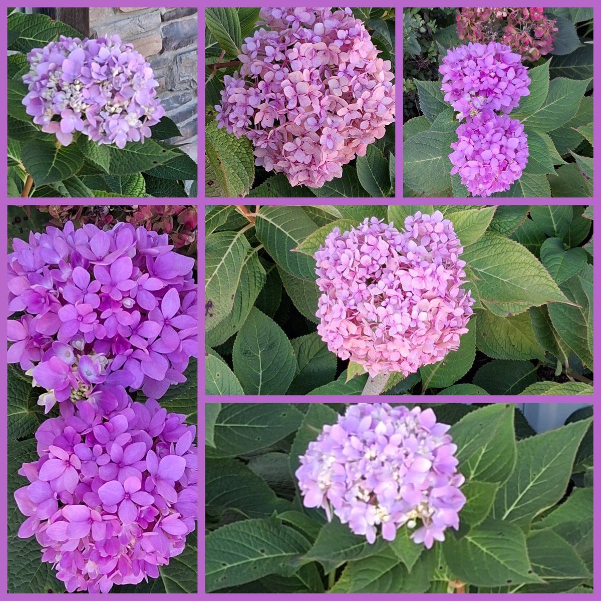 SophieRaccoons's tweet photo. Have a beautiful, joyous, and silly Friday.  🌸🪻🌸🪻🌸🪻🌸🪻🌸 #PinkFriday #PurpleFriday #FlowersOnFriday #Flowers  #FlowerPhotography #hydrangea https://t.co/acPQSyNbZs