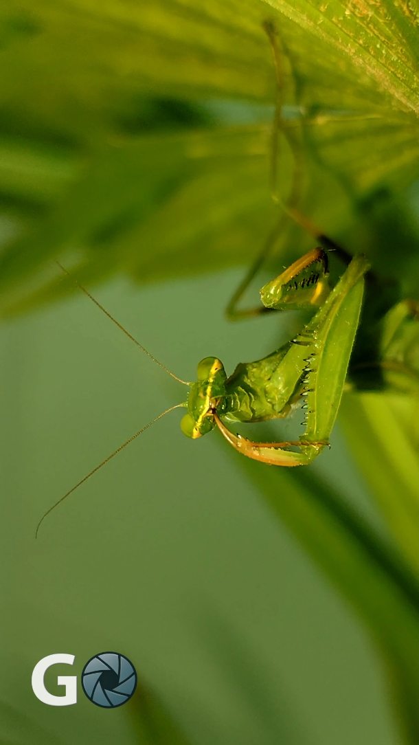 taniahammett's tweet photo. Mantis religiosa video: macro capture in soft evening light, with smooth zoom, stabilization, noise reduction, and subtle color grading. The final edit highlights natural grooming movements in a calm, realistic mood. https://t.co/I7wjdYkICw