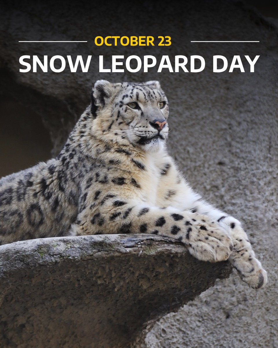 Indiagovin's tweet photo. #InternationalSnowLeopardDay is observed annually on October 23 to raise awareness and promote the conservation of snow leopards (#PantheraUncia) and their high-altitude ecosystems. https://t.co/6hBa1Q4oCp
