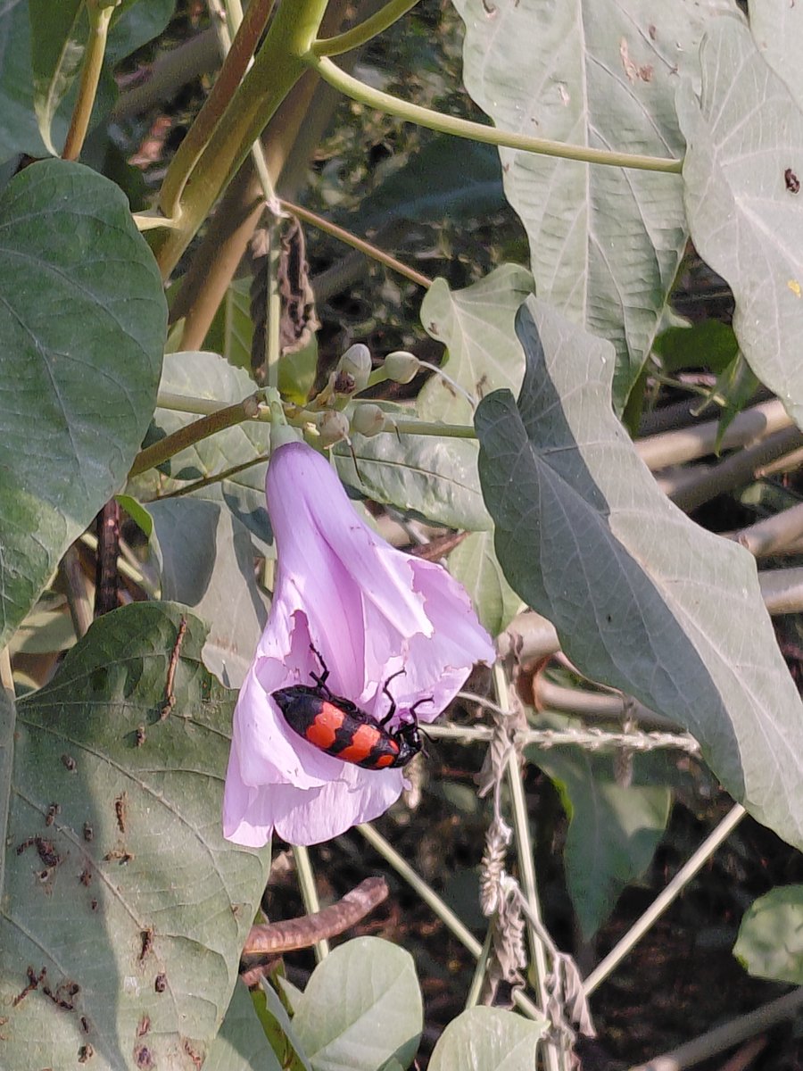 utterflea's tweet photo. Blister beetle on a bush morning glory Ipomoea carnea urf besharm cos it grows everywhere lol native to tropical America #weedoftheday  #gurgaon https://t.co/jporcxmaV7