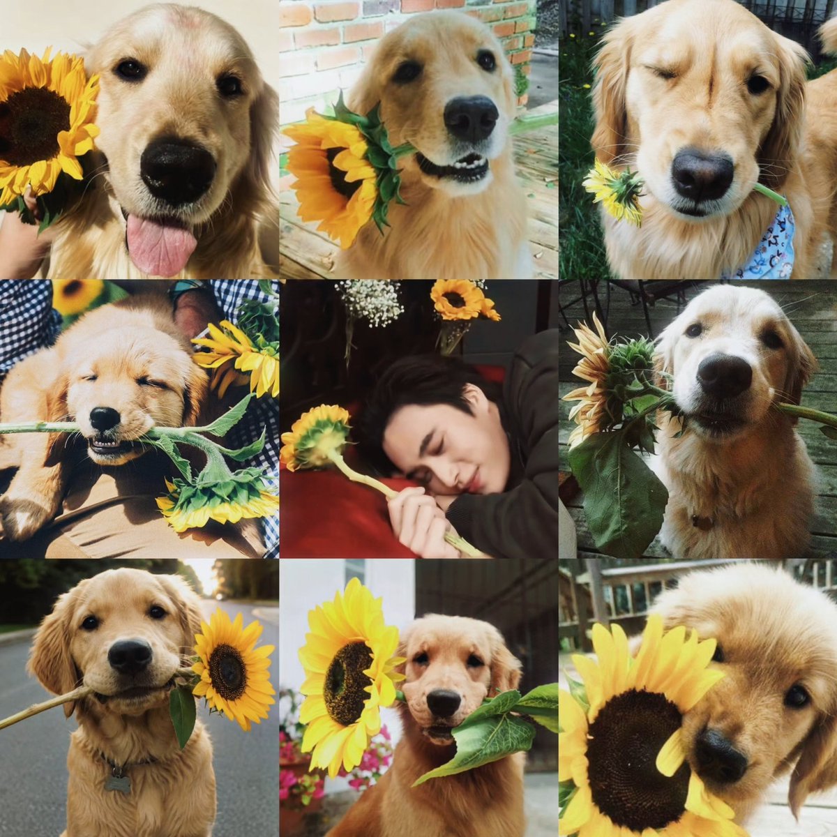 justonlyme1919's tweet photo. for u kub 🐶🌻🫶🏻✨️ https://t.co/TiCcEJXhjb