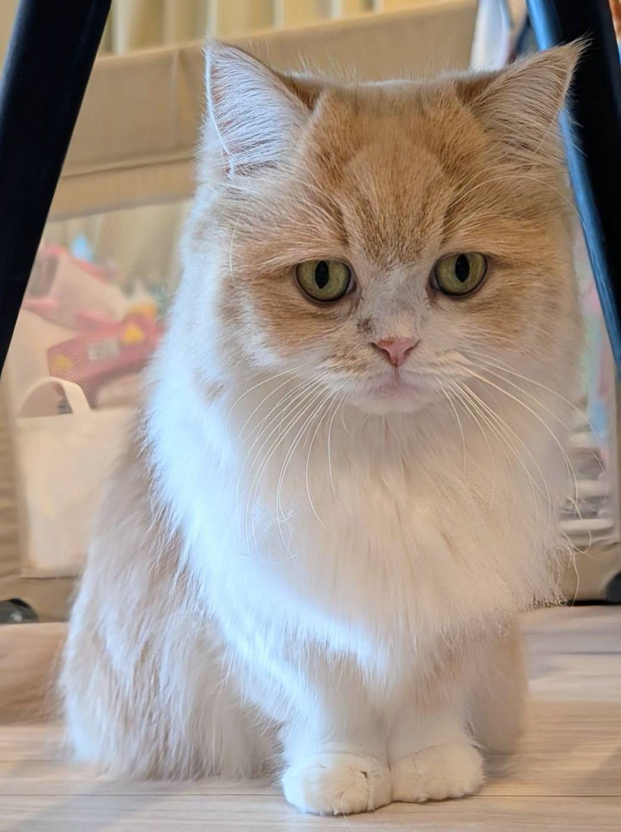 nekorusu's tweet photo. カッコいい２猫👍😄 https://t.co/bSGOdk3AVf
