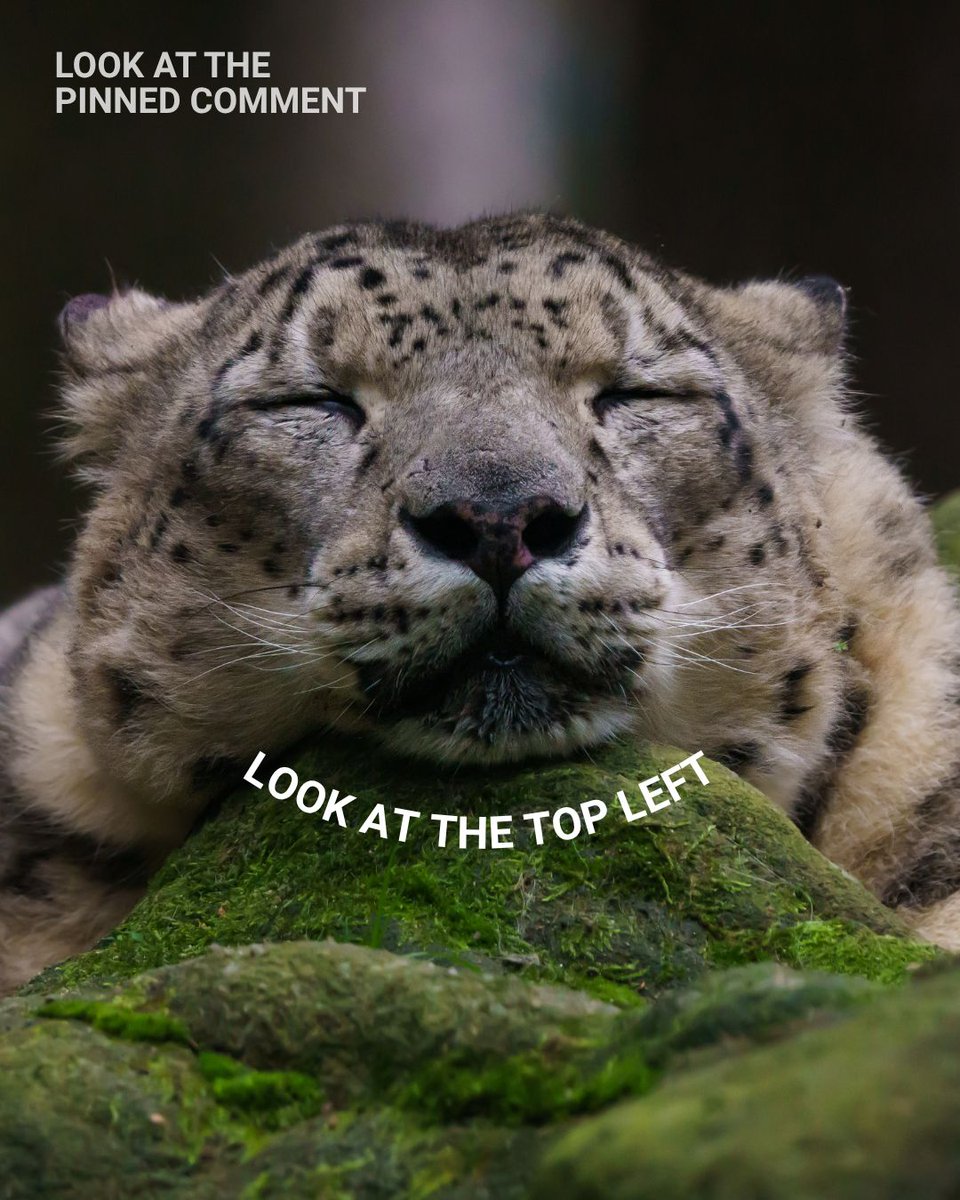 UNESCAP's tweet photo. 🐆 Stop scrolling. It's #SnowLeopardDay. https://t.co/eyomXH7fG1