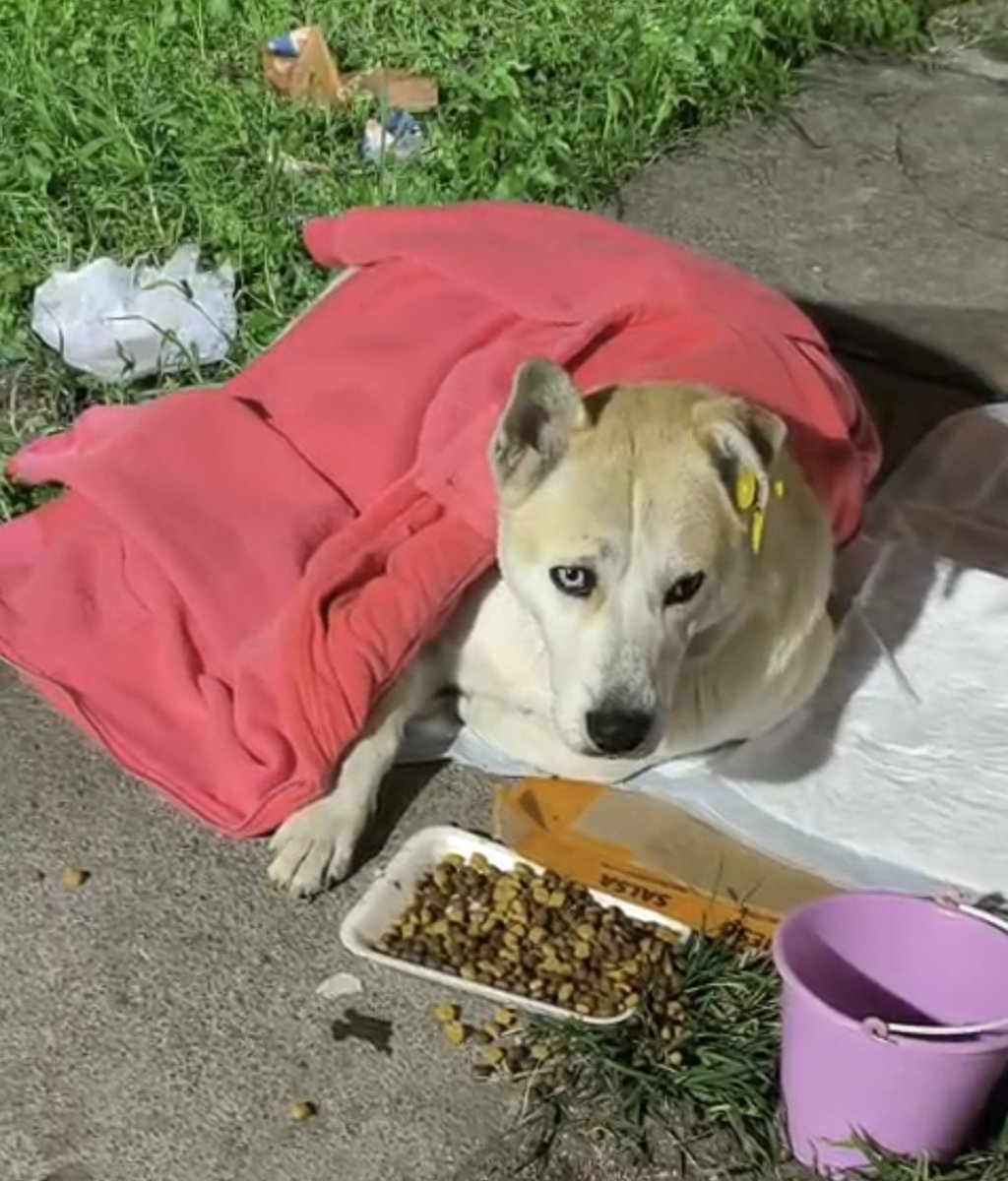 AquiDania's tweet photo. amix, este perrito está en la primera sección de Tlate y necesita hallar un hogar

el sábado se lo va a llevar peotección animal (y me comentan que pues los duermen)

¿alguien que le pueda dar casa temporal? https://t.co/vlE60DLiZ0
