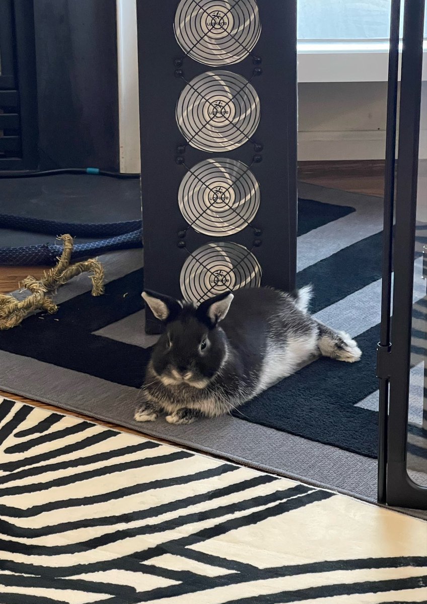 histoftech's tweet photo. When the allergen source is directly in front of the fan because he likes how it feels🫠 https://t.co/JzOvkXMLjB