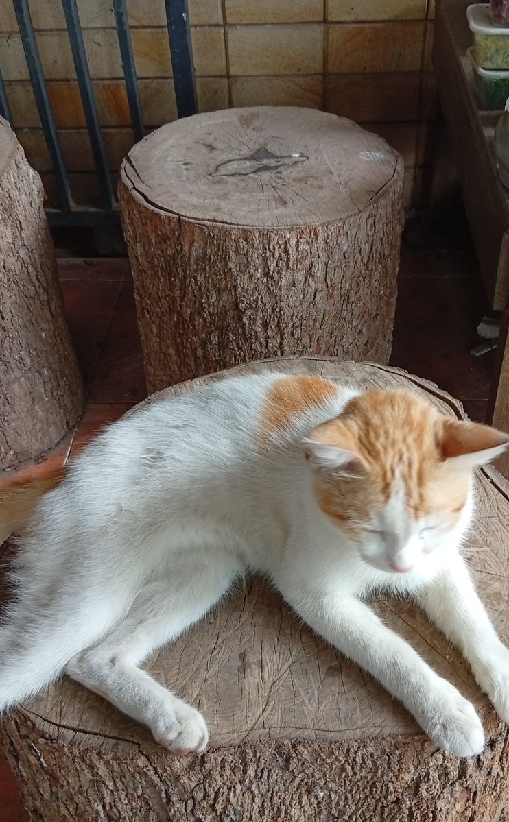 yummy0031's tweet photo. Js wanna show my cats https://t.co/Ik2QUjGnrH