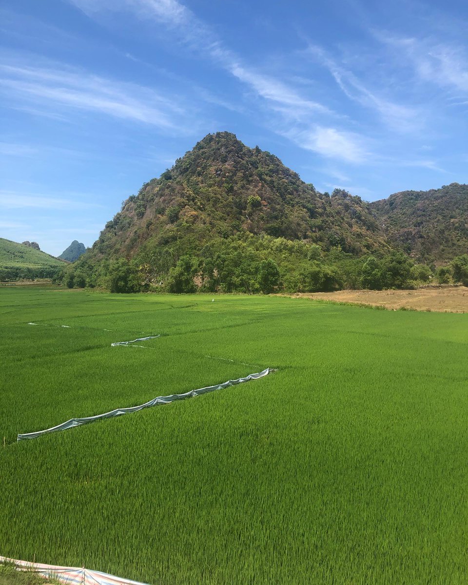 SamuevLFloret4d's tweet photo. Phong Nha’s green rice fields stretch like a living landscape, peaceful and unforgettable. https://t.co/mrNMwltP16