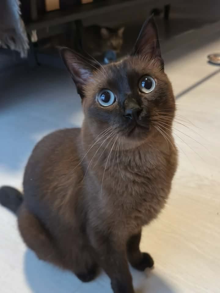 cats_rehome's tweet photo. CHERAS, KL / SELANGOR 

016-517 9950

Dibuang tepi tong sampah, berhimpit dalam satu carrier kecil. Walaupun takut, mereka tetap saling menemani dan mencari ketenangan antara satu sama lainJadi, kami bawa balik untuk dijaga sementara.

Siamese Jantan 
Tabby Betina https://t.co/L59qnTfj6t