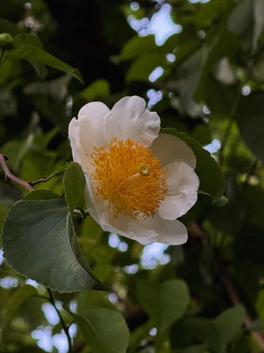 ReynaybRoberggp's tweet photo. Beautiful flowers, a beautiful world. Nature’s quiet magic in every bloom. https://t.co/wiTeL5p4lh