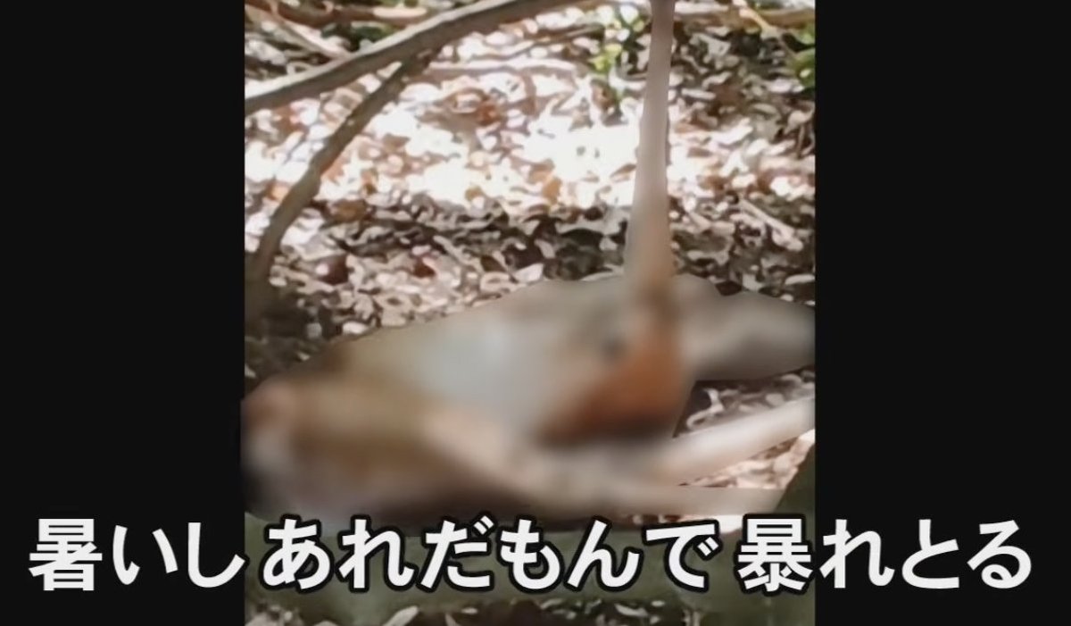 turningpointjpn's tweet photo. ふざけすぎだろ、こいつ！💢 ベトナム人の男が鹿の頭を刃物で切断、逮捕

→ベトナム国籍のファン・ヴァン・ダオ容疑者（28）。

→山林に落ちていたニホンジカの頭。鋭利な刃物で切断された跡があり、警察が捜査したところ、違法なワナでシカを捕獲した疑いが浮上。

→しかも仕掛けられていたのは、子供たちも遊びに来る山の中。

違法なワナは、人が踏めば足首に食い込み、骨折する危険まである。

さらに警察は、ファン容疑者を再逮捕。イノシシ2頭を食肉として販売する目的で、無許可で解体した疑いも持たれている。

本人は「食肉として販売したことは間違いないが、許可がいることは知らなかった」と供述し、容疑を否認している。

そして、シカが捕獲された周辺では、ほかにもベトナム人とみられる男が目撃され、警察が行方を追っているという。

野生動物を違法に捕獲し、危険なワナを山中に仕掛け、食肉として販売するために無許可で解体した疑いまである。

これでは、地元住民も安心して山に入れない。子供たちが遊ぶ場所に、こんな危険なワナが仕掛けられていたことも深刻だ。

日本の自然も、地域住民の安全も、好き勝手に踏みにじられていいわけがない。

警察には余罪も含めて徹底的に捜査してほしい。