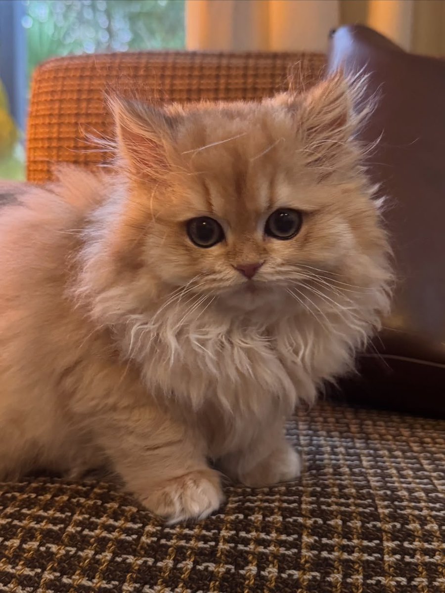 Rudecatsy's tweet photo. If you ever get the chance to love a little soul like this, don't hesitate.
You might think you're giving them a home.
But one day, you might realize they've given you one, too. 🧡 https://t.co/DaLnJxA1oE