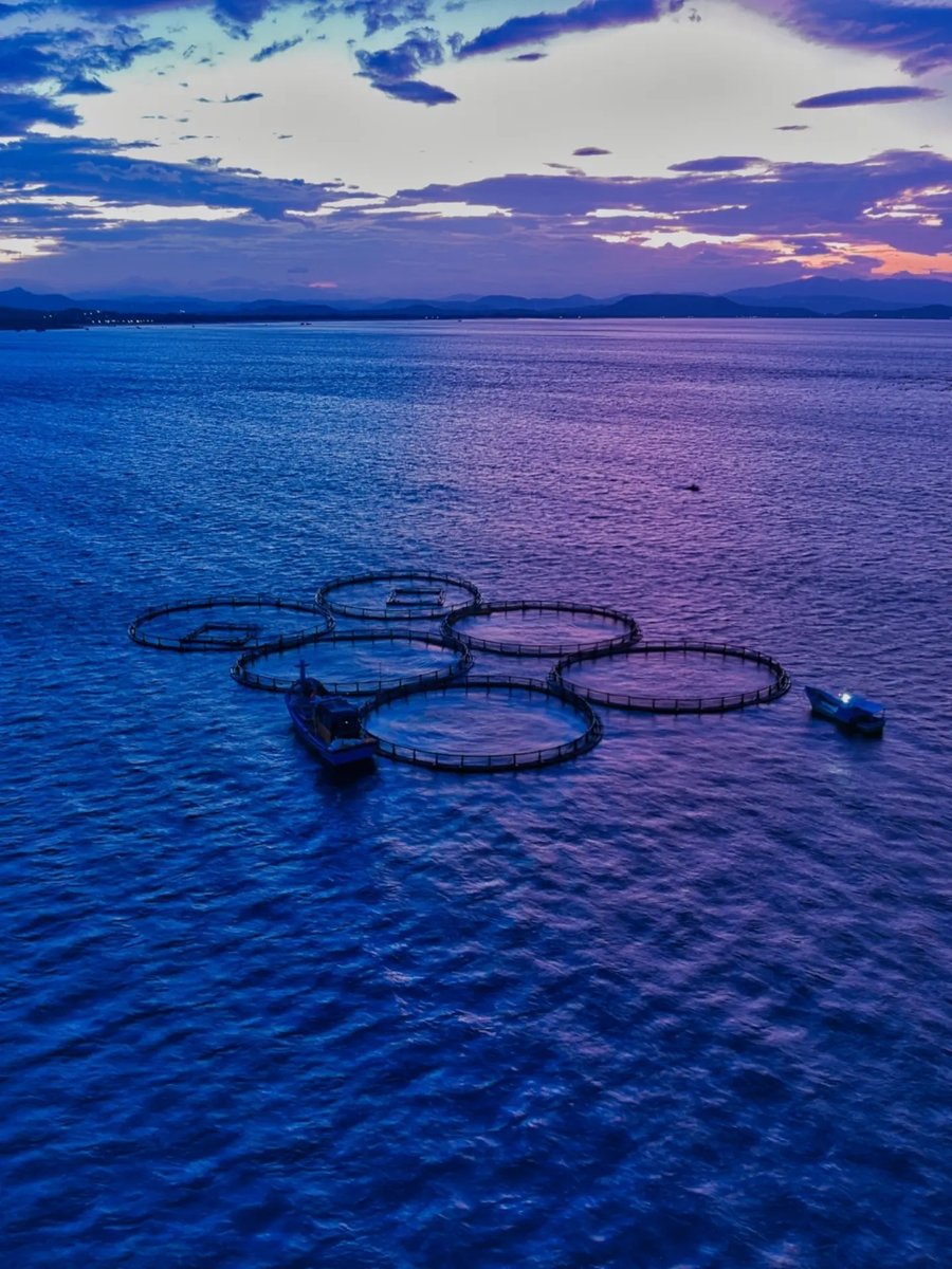 YarlaVitor1's tweet photo. Night squid fishing near Cù Lao island: glowing boats lure squid to the surface as they drift past floating lobster farms. https://t.co/w7U0n047wr