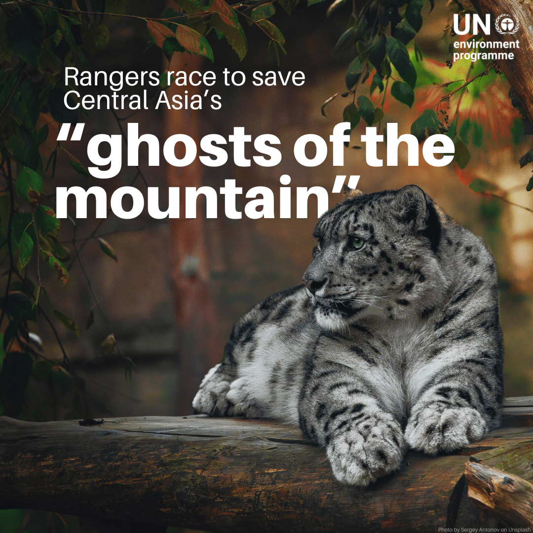 UNEP's tweet photo. For the snow leopards of Central Asia, it has been the perfect storm. 

Climate change, declining prey numbers and run-ins with livestock are threatening their survival.

On #SnowLeopardDay, meet the volunteer rangers in Kyrgyzstan helping the “ghosts of the mountain” make a comeback: https://t.co/MbAZnMtt3I