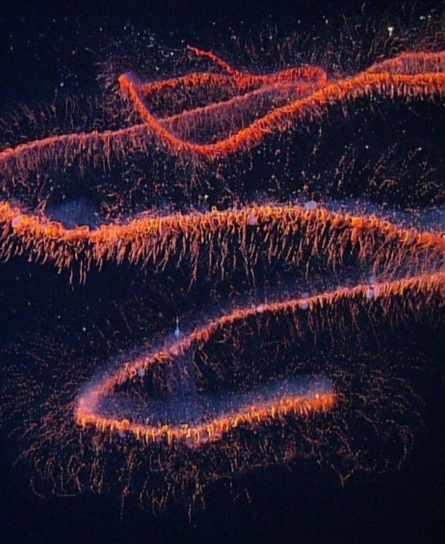 NaturellScience's tweet photo. Two previously unknown deep-sea animals identified

Scientists combined underwater footage, museum specimens and DNA analysis to identify two new species of siphonophores. Siphonophores are colonies of specialised organisms that function together as one animal-like unit. https://t.co/NS1LK5B9GT