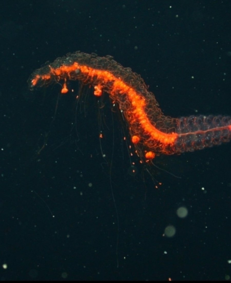 NaturellScience's tweet photo. Two previously unknown deep-sea animals identified

Scientists combined underwater footage, museum specimens and DNA analysis to identify two new species of siphonophores. Siphonophores are colonies of specialised organisms that function together as one animal-like unit. https://t.co/NS1LK5B9GT