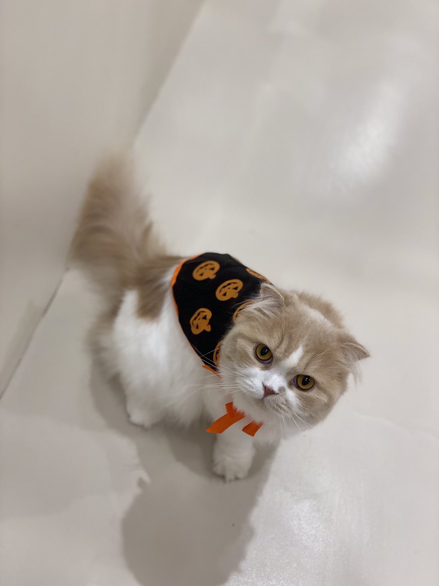 Moff_tsukashin's tweet photo. ポピーくん、ハロウィン衣装とっても似合っています🎃👻✨

#MOFF   #猫　#猫カフェ　#つかしん
#スコティッシュフォールド https://t.co/xOd4rqfTkh