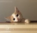 juhoonwink's tweet photo. 쭈냥이🐱 https://t.co/GHqsPgCGaS