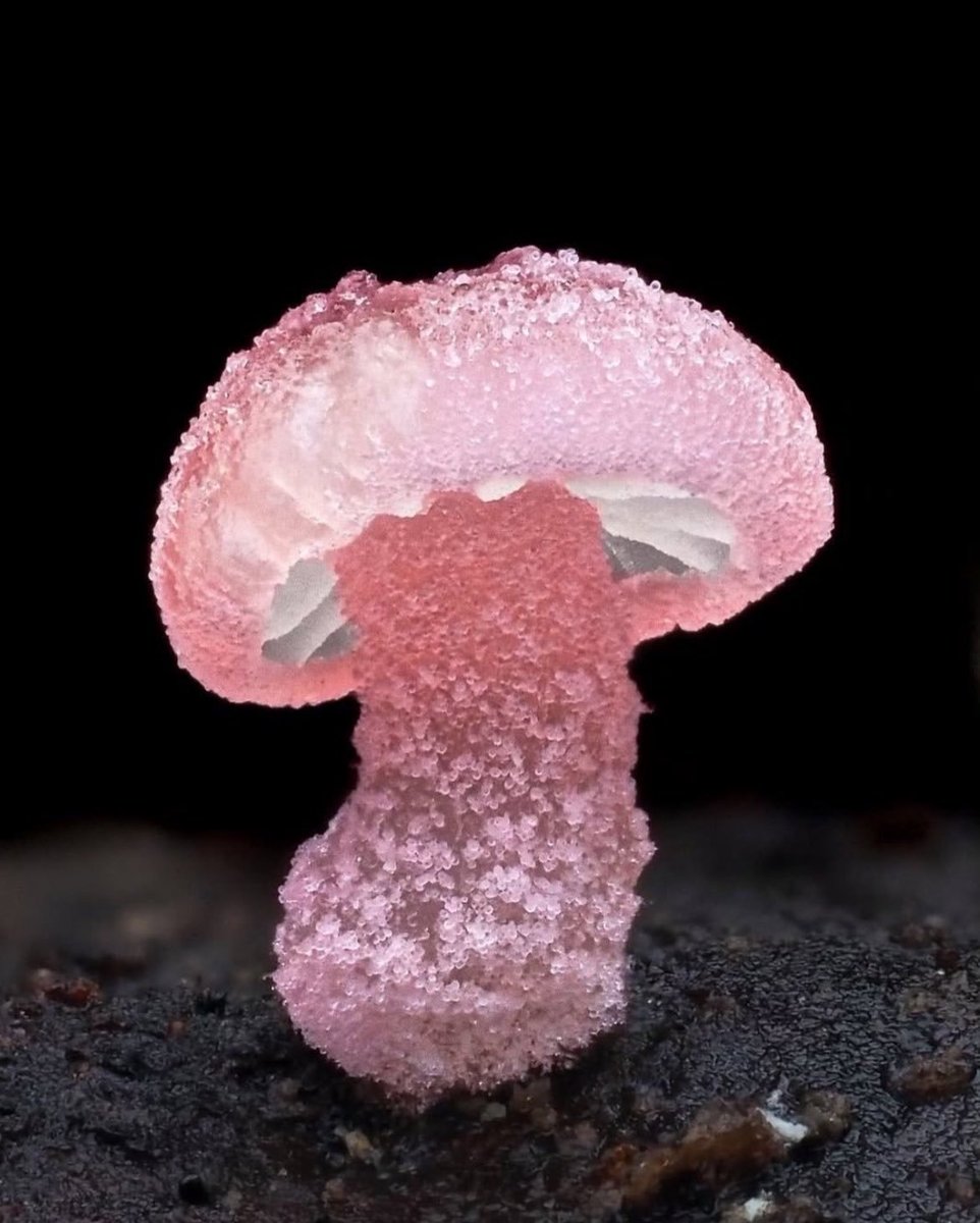 NightSkyToday's tweet photo. Tiny, quiet, and impossibly detailed—nature doesn’t do “insignificant.” 🍄✨ https://t.co/HyS0QBJffr