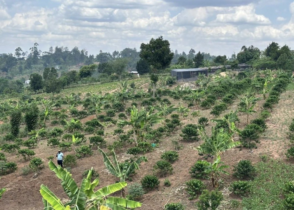 Muganzisecure's tweet photo. Young people, please stop planting an entire coffee farm with one KR line simply because someone told you it has bigger beans! 

Lets talk about WHY YOUR FARM NEEDS AT LEAST 4 DIFFERENT KR LINES.

Robusta is cross-pollinated. In simple terms, your coffee needs pollen from compatible plants for successful fertilisation and fruit development. Planting different, compatible KR lines that flower at the same time can support better pollination and fruit set.

Now let’s assume you have 5 acres and you plant only KR8 because someone told you it produces big beans. Have you asked yourself whether you are giving your coffee the best conditions for pollination? Have you considered what happens if that single line doesn’t perform as expected on your farm?

Different KR lines have different characteristics. Some may be valued for bean size, others for yield potential, others a better cup score , disease tolerance or adaptation to particular growing conditions. By selecting at least four suitable, compatible lines, you give yourself more diversity instead of depending entirely on one line. You are also creating opportunities for effective cross pollination, provided their flowering periods overlap and they are compatible.

But don’t get me wrong. Mixing four lines does not automatically guarantee higher yields. The secret is choosing the RIGHT lines, understanding their characteristics and ensuring they can pollinate one another.

And to our nursery operators, we need to do better. When a young farmer walks into your nursery don’t just ask how many seedlings they want and how much money they have. Ask about their farm. Explain the different KR lines, their strengths, their limitations and their pollination requirements. Your job should not end at selling seedlings; it should include helping farmers make informed decisions.

To the young people, coffee farming is a long-term investment. Don’t put years of your life and millions of shillings into the ground based on the claim that one KR line is better than all the rest.

Stop asking, “Which KR line is the best?” Start asking, “Which combination of compatible KR lines will give my farm the best chance of performing well?”

That is how we move from simply planting coffee to understanding coffee. And that is how we build farms that can sustain us for generations. 

For God and my country 
#YouthInCoffee