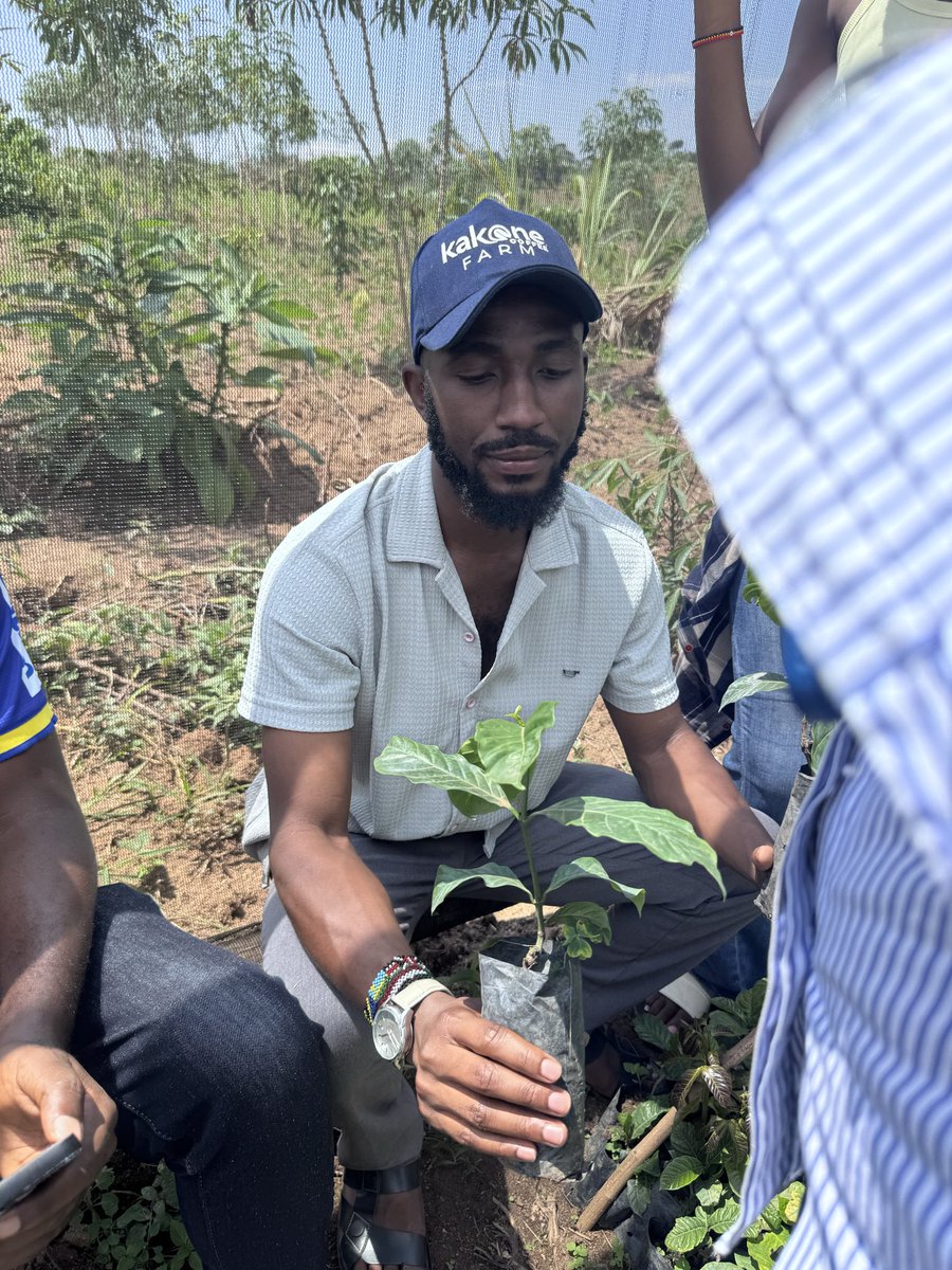 Muganzisecure's tweet photo. Young people, please stop planting an entire coffee farm with one KR line simply because someone told you it has bigger beans! 

Lets talk about WHY YOUR FARM NEEDS AT LEAST 4 DIFFERENT KR LINES.

Robusta is cross-pollinated. In simple terms, your coffee needs pollen from compatible plants for successful fertilisation and fruit development. Planting different, compatible KR lines that flower at the same time can support better pollination and fruit set.

Now let’s assume you have 5 acres and you plant only KR8 because someone told you it produces big beans. Have you asked yourself whether you are giving your coffee the best conditions for pollination? Have you considered what happens if that single line doesn’t perform as expected on your farm?

Different KR lines have different characteristics. Some may be valued for bean size, others for yield potential, others a better cup score , disease tolerance or adaptation to particular growing conditions. By selecting at least four suitable, compatible lines, you give yourself more diversity instead of depending entirely on one line. You are also creating opportunities for effective cross pollination, provided their flowering periods overlap and they are compatible.

But don’t get me wrong. Mixing four lines does not automatically guarantee higher yields. The secret is choosing the RIGHT lines, understanding their characteristics and ensuring they can pollinate one another.

And to our nursery operators, we need to do better. When a young farmer walks into your nursery don’t just ask how many seedlings they want and how much money they have. Ask about their farm. Explain the different KR lines, their strengths, their limitations and their pollination requirements. Your job should not end at selling seedlings; it should include helping farmers make informed decisions.

To the young people, coffee farming is a long-term investment. Don’t put years of your life and millions of shillings into the ground based on the claim that one KR line is better than all the rest.

Stop asking, “Which KR line is the best?” Start asking, “Which combination of compatible KR lines will give my farm the best chance of performing well?”

That is how we move from simply planting coffee to understanding coffee. And that is how we build farms that can sustain us for generations. 

For God and my country 
#YouthInCoffee