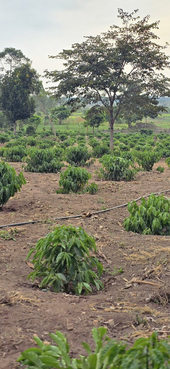 Muganzisecure's tweet photo. Young people, please stop planting an entire coffee farm with one KR line simply because someone told you it has bigger beans! 

Lets talk about WHY YOUR FARM NEEDS AT LEAST 4 DIFFERENT KR LINES.

Robusta is cross-pollinated. In simple terms, your coffee needs pollen from compatible plants for successful fertilisation and fruit development. Planting different, compatible KR lines that flower at the same time can support better pollination and fruit set.

Now let’s assume you have 5 acres and you plant only KR8 because someone told you it produces big beans. Have you asked yourself whether you are giving your coffee the best conditions for pollination? Have you considered what happens if that single line doesn’t perform as expected on your farm?

Different KR lines have different characteristics. Some may be valued for bean size, others for yield potential, others a better cup score , disease tolerance or adaptation to particular growing conditions. By selecting at least four suitable, compatible lines, you give yourself more diversity instead of depending entirely on one line. You are also creating opportunities for effective cross pollination, provided their flowering periods overlap and they are compatible.

But don’t get me wrong. Mixing four lines does not automatically guarantee higher yields. The secret is choosing the RIGHT lines, understanding their characteristics and ensuring they can pollinate one another.

And to our nursery operators, we need to do better. When a young farmer walks into your nursery don’t just ask how many seedlings they want and how much money they have. Ask about their farm. Explain the different KR lines, their strengths, their limitations and their pollination requirements. Your job should not end at selling seedlings; it should include helping farmers make informed decisions.

To the young people, coffee farming is a long-term investment. Don’t put years of your life and millions of shillings into the ground based on the claim that one KR line is better than all the rest.

Stop asking, “Which KR line is the best?” Start asking, “Which combination of compatible KR lines will give my farm the best chance of performing well?”

That is how we move from simply planting coffee to understanding coffee. And that is how we build farms that can sustain us for generations. 

For God and my country 
#YouthInCoffee