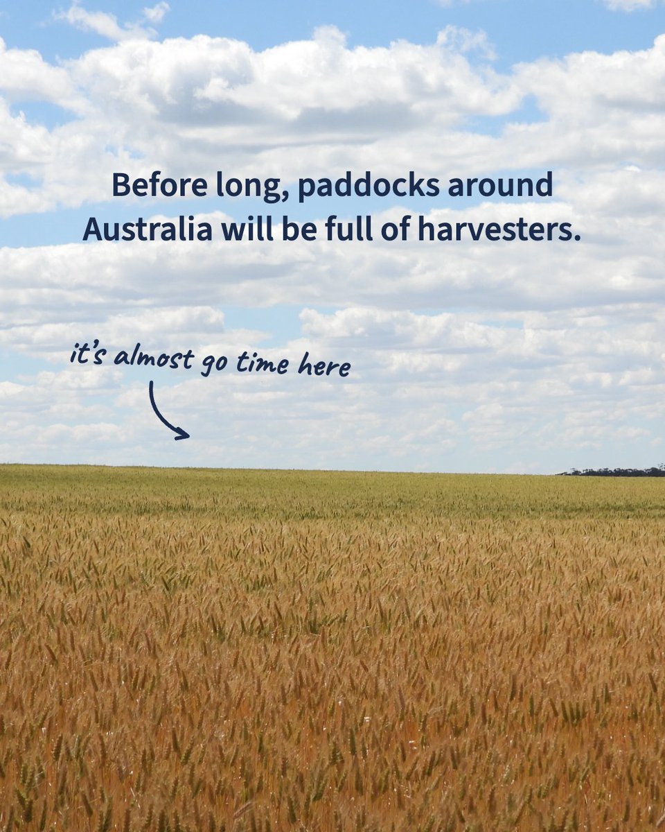 SafeAgSystems's tweet photo. Harvest has kicked off for some, and plenty aren’t far behind. 🌾

Hannah, our WHS Consultant and Client Success Manager, snapped these on the Yorke Peninsula over the weekend. 📸

Get your prep sorted with our free grain harvest checklist.
https://t.co/XVsiW0XWxH https://t.co/w5qC4dFfr6