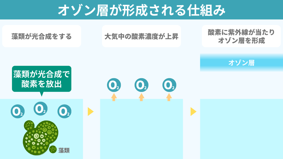 spEarthScience's tweet photo. 「オゾン層への感謝」忘れていませんか？
オゾン層が形成される4億年前まで、生物は陸上に上がることすらできなかったのです。オゾン層が有害な紫外線を吸収するおかげで僕らは陸上で生活できています。フロンガスなど人類が作ったものでオゾン層を破壊することがないよう、感謝を忘れずいきましょう！ https://t.co/K3f7c8k7dV