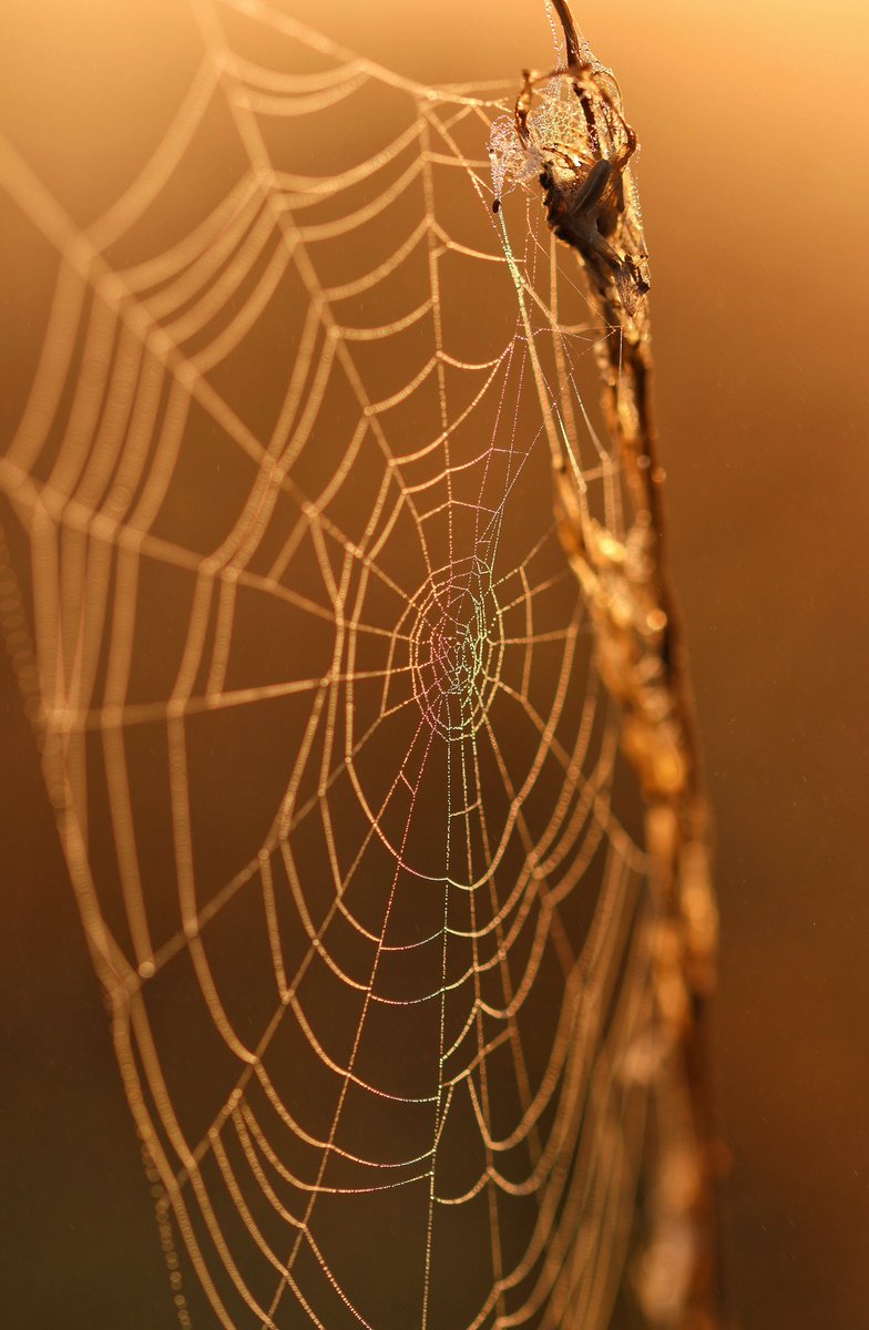 WLH1972's tweet photo. Connected 
#web #refraction #autumn https://t.co/TmARRyw8iI