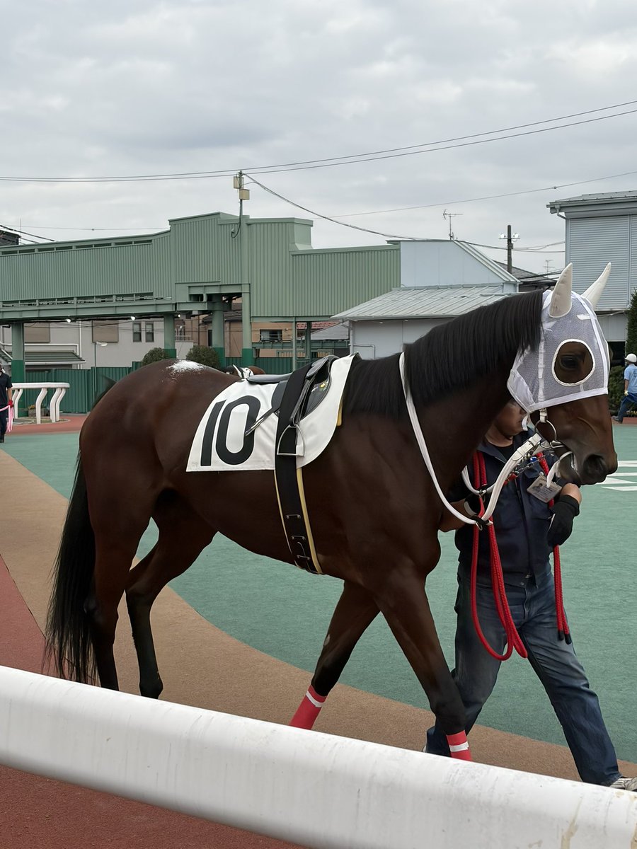 LDMcPherson's tweet photo. I have been racing at a lot of places; never have I seen a horse parade with what appears to be a pile of salt on its back. Between this and horses with manes looking like they’re straight out of a paddock, the Urawa parade ring is an experience. https://t.co/gEOsfdqs2D
