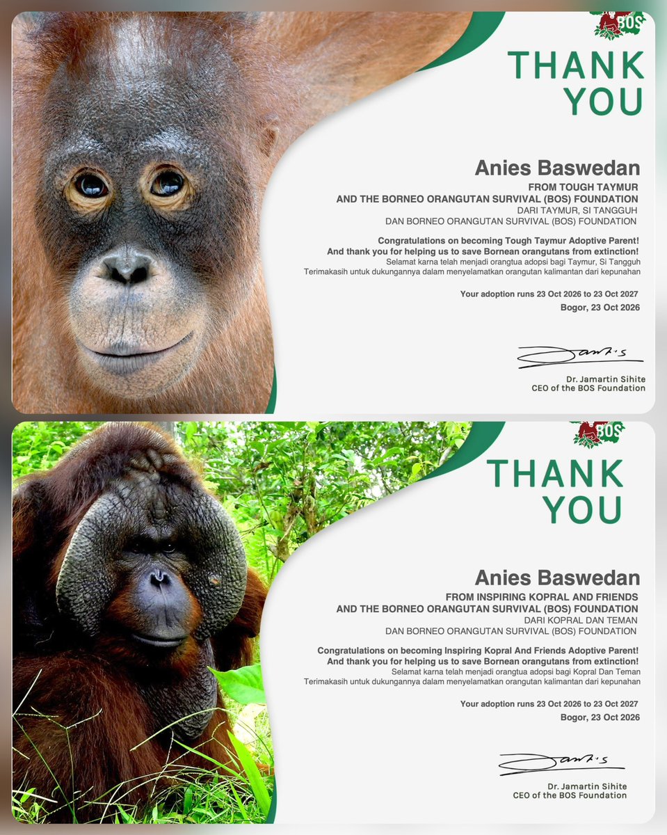aniesbaswedan's tweet photo. Barusan memperpanjang periode donasi “adopsi” Baimah, Jeni, Kopral, dan Taymur melalui BOS Foundation.

Di tengah krisis pembakaran hutan dan lahan (karhutla) ini, bukan hanya warga, petugas, dan relawan yg butuh dukungan kita, tapi fauna juga ikut terdampak. Yg masih ada keluangan, bisa ikut donasi via lembaga2 konservasi ya.

Video/foto: @bornean_OU