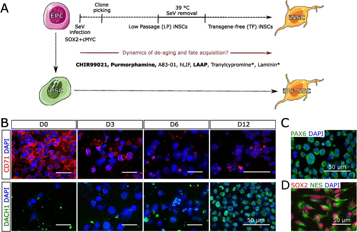 agingdoc1's tweet photo. Protracted Fate Acquisition and Epigenetic De-Aging During Induced Neural Stem Cell Conversion of Human Blood Cells

👉"... Our conversion system could also serve as an alternative to partial or interrupted iPSC reprogramming in the context of cellular de-aging."

https://t.co/ZWBcZwuofD

👨‍⚕️"Here, we used overexpression of the two reprogramming factors SOX2 and cMYC to generate iNSCs from erythroid progenitors of donors ranging from neonatal to 101 years of age...

The results of our study show that direct conversion of peripheral blood-derived EPCs into iNSCs is associated with pronounced epigenetic de-aging. iNSCs generated via temporary overexpression of SOX2 and cMYC retain less than 5% of the DNAm age of their original blood cells, which were obtained from donors aged 0 to 101 years of age..." 🧪

@Aging_Cell | @AgingCell
