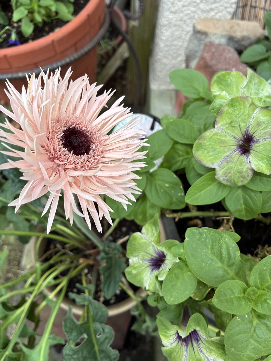 imatom3's tweet photo. このガーベラ、花が終わっていたのを格安で買ったんだけど、もう何本も咲いた🥰
多年草だから来年も頑張って咲かせたい♪
ホームセンターとかでレスキューするの好き😆 https://t.co/Tx7T95IovO