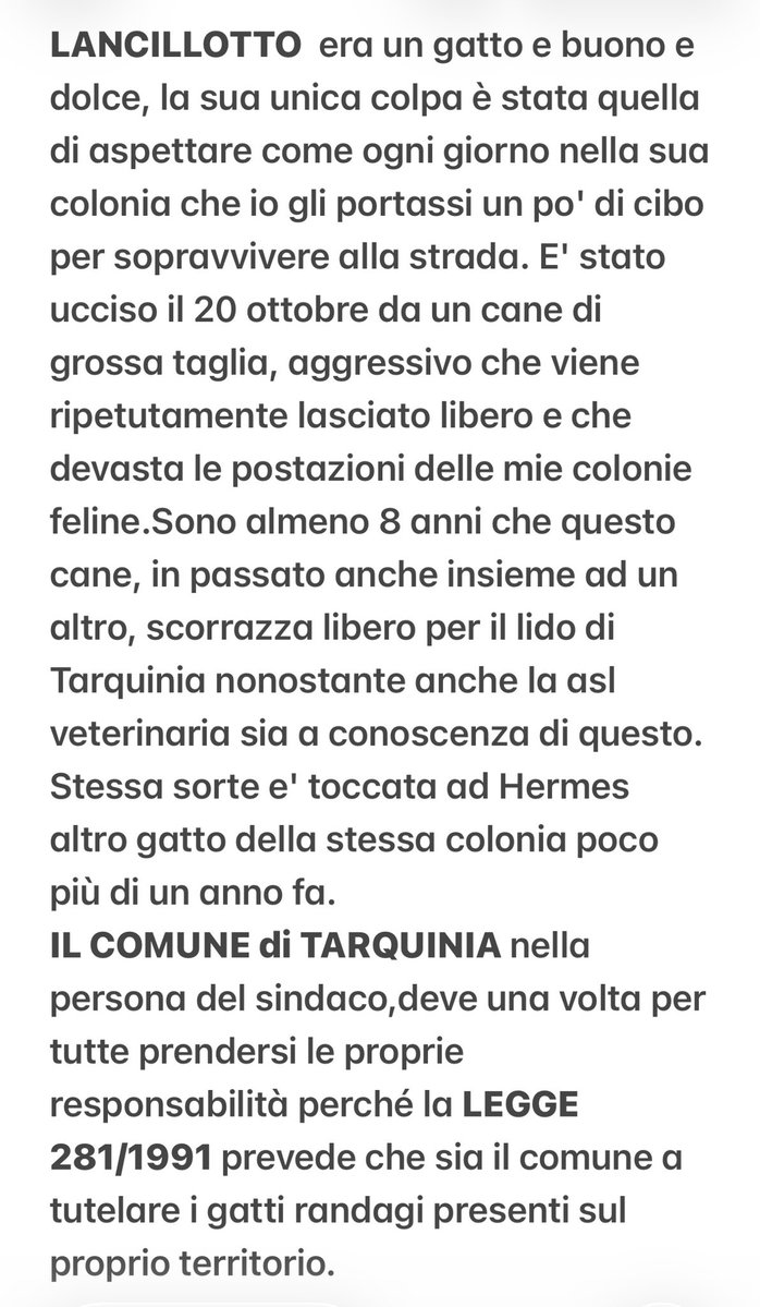 amici_da's tweet photo. Questo era il mio LANCILLOTTO gatto buonissimo e dolce ammazzato da un cane padronale che gira libero da anni senza che le istituzioni prendano mai provvedimenti per favore se non lo avete ancora fatto scrivete al comune di Tarquinia per avere GIUSTIZIA PER LANCILLOTTO https://t.co/2WlUL4N1Xo