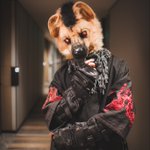 Photo by SIGNEDOG (@Signedoge)