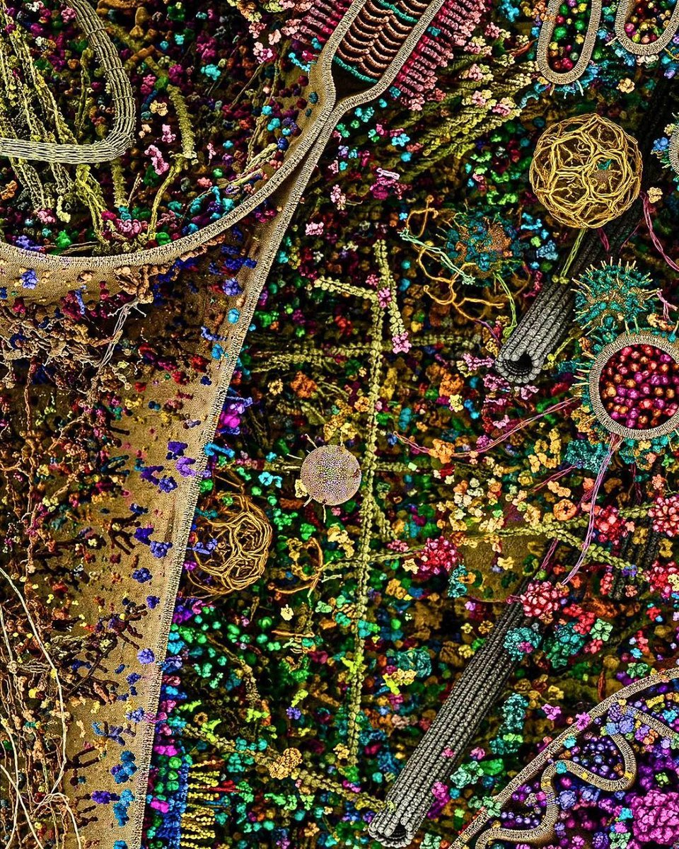 pubity's tweet photo. Scientists have gave us one of the most detailed looks inside a human cell we have ever had.

Via: Gaël McGill &amp; Evan Ingersoll https://t.co/hBk4NhpGv4