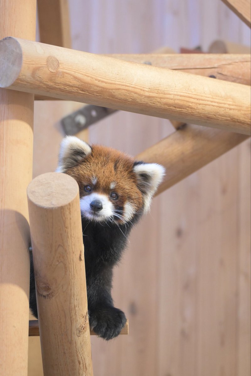 puipui_maa's tweet photo. 呼んだ？

2026.10.23

#鯖江市西山動物園
#レッサーパンダ
#ライト https://t.co/CCSna1VTJe