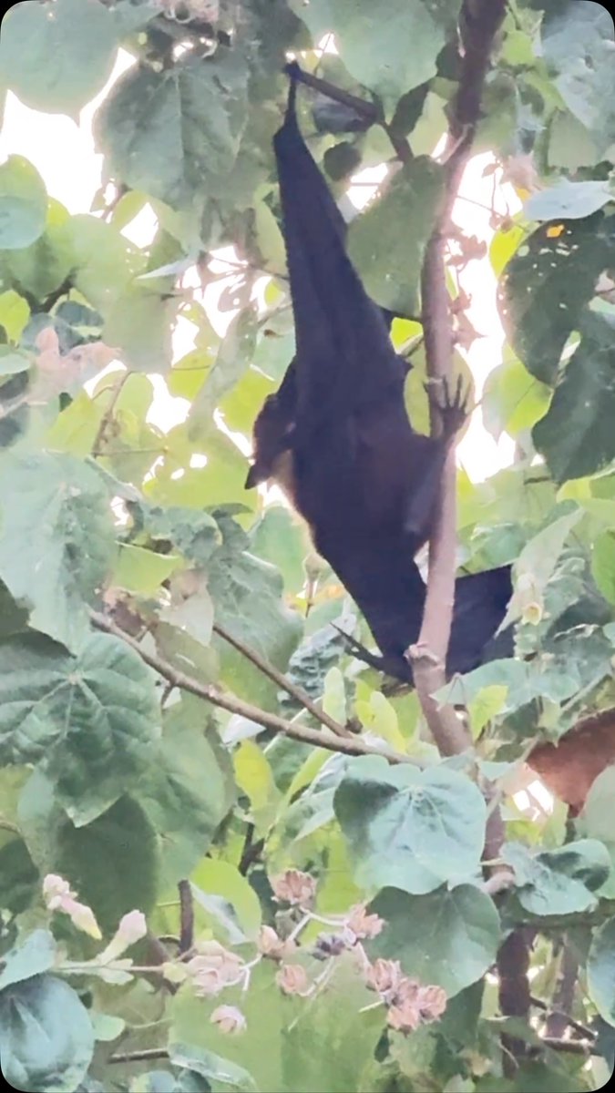 beatrizponce5's tweet photo. Caught this bat vibing in the trees. Sometimes the best moments are the quiet ones. Nature always delivers. https://t.co/LFccRBnz1r
