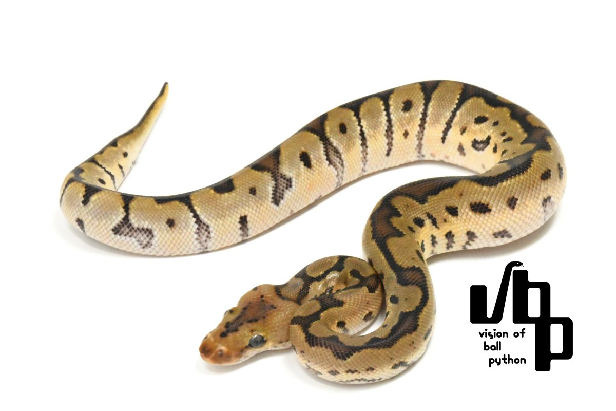 vbp_ballpython's tweet photo. 🐍
2026 JPCB
HGW Smoke Blade Clown ♂
¥150,000（税込）
https://t.co/cW3SJ8z6Dd

【将来のペア候補】
① Bongo Mojave Yellow Belly 100% het Clown ♀（VF2026092036）
→HGW Smoke Bongo Mojave Yellow Belly Blade Clown
→Bongo Clown（25%）
② Blade 100% het Clown ♀（F20261010022）
→HGW Smoke Blade Clown
→Blade Clown（37.5%）
③ Desert Ghost het Clownの♀をお持ちの方に
→HGW Smoke Blade Clown 100% het Desert Ghost
→Blade Clown

#ボールパイソン #ballpython #爬虫類