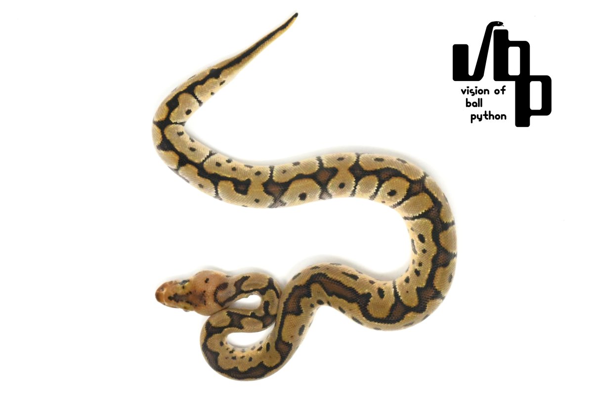 vbp_ballpython's tweet photo. 🐍
2026 JPCB
HGW Smoke Blade Clown ♂
¥150,000（税込）
https://t.co/cW3SJ8z6Dd

【将来のペア候補】
① Bongo Mojave Yellow Belly 100% het Clown ♀（VF2026092036）
→HGW Smoke Bongo Mojave Yellow Belly Blade Clown
→Bongo Clown（25%）
② Blade 100% het Clown ♀（F20261010022）
→HGW Smoke Blade Clown
→Blade Clown（37.5%）
③ Desert Ghost het Clownの♀をお持ちの方に
→HGW Smoke Blade Clown 100% het Desert Ghost
→Blade Clown

#ボールパイソン #ballpython #爬虫類